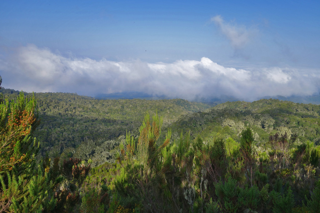 Maundi Crater marangu route mt kilimanjaro