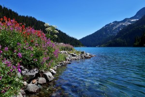 Wild flowers and lake