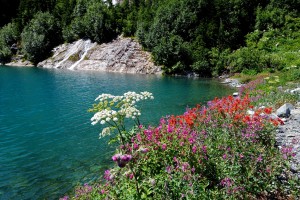 Wild flowers and lake