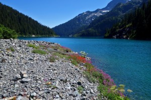 Wild flowers and canoe