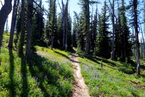 Larch meadows