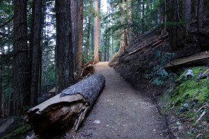 Rubble Creek Trail