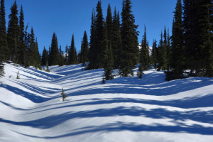 Shadows in Black Tusk Meadows