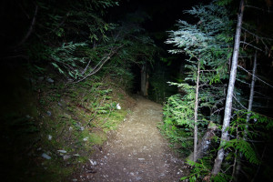 Snowshoe Hare by Headlamp