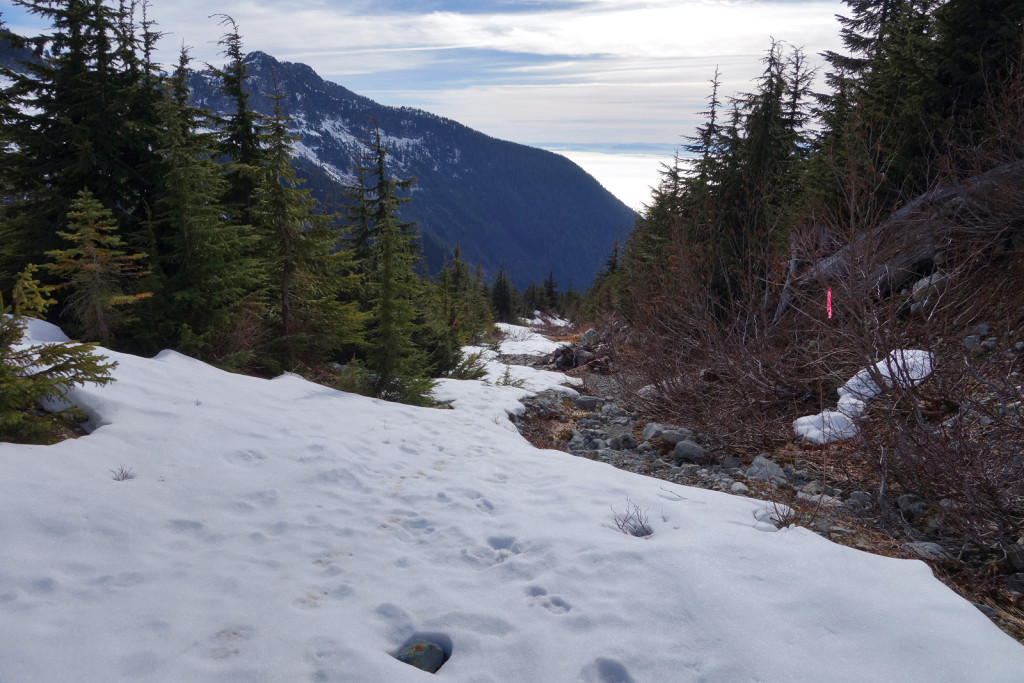 Old Logging Road