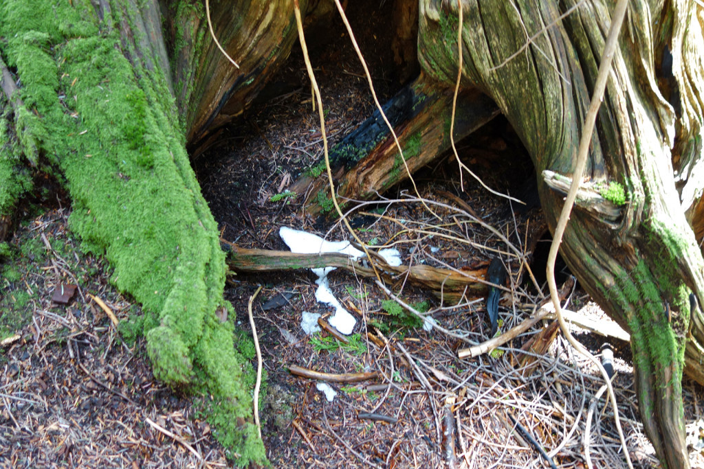 First trace of snow along the Swan Falls trail