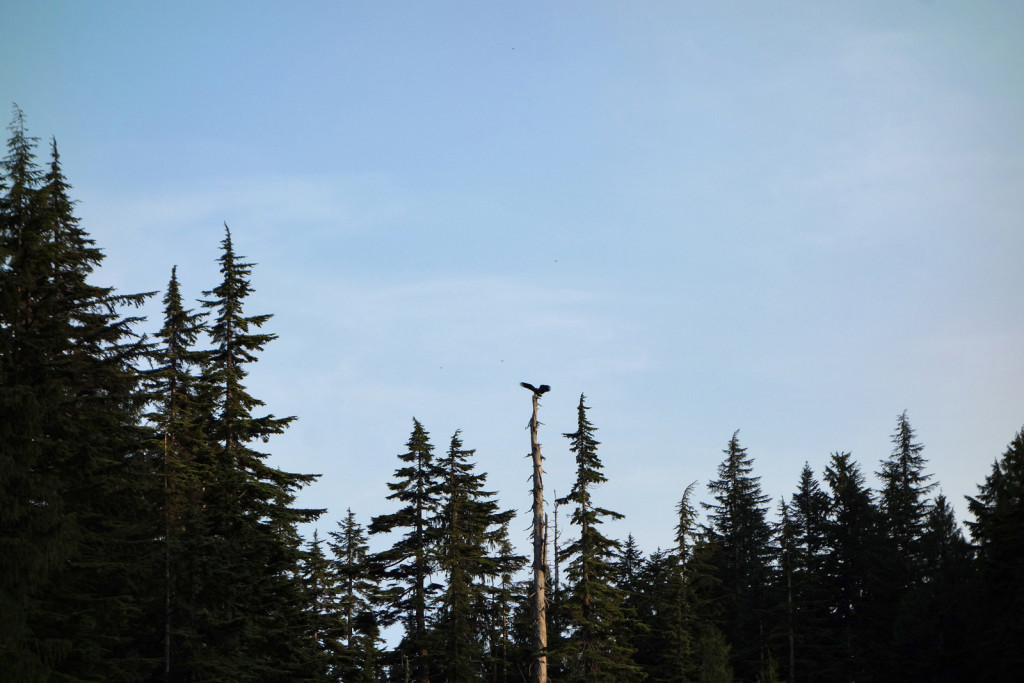 A Golden Eagle in the Lakes District