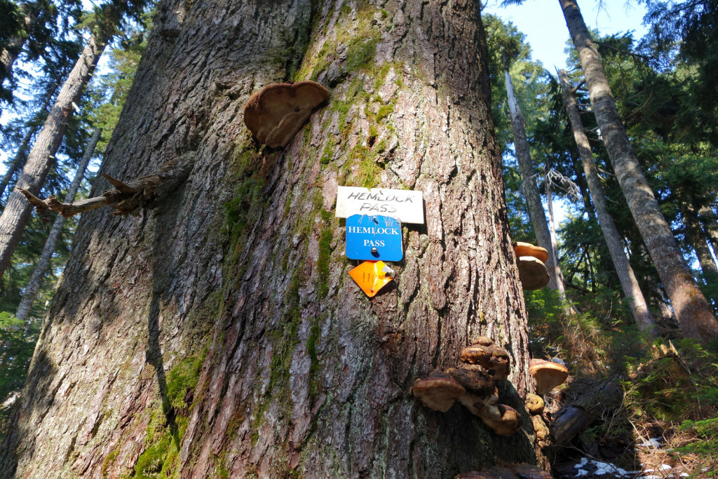 Trail sign for hemlock pass along eagle ridge