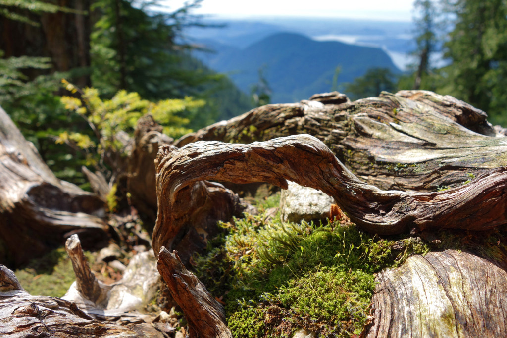 View from within the Lower Gully on the Swan Falls trail