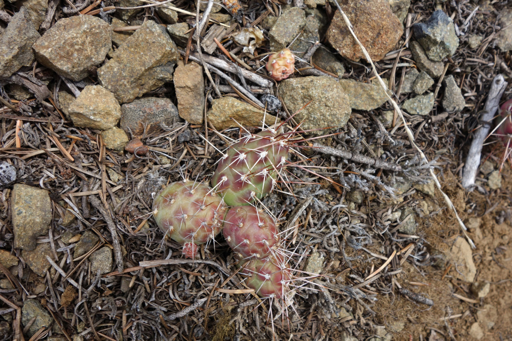 Cacti Along the firelookout trail west pavilion