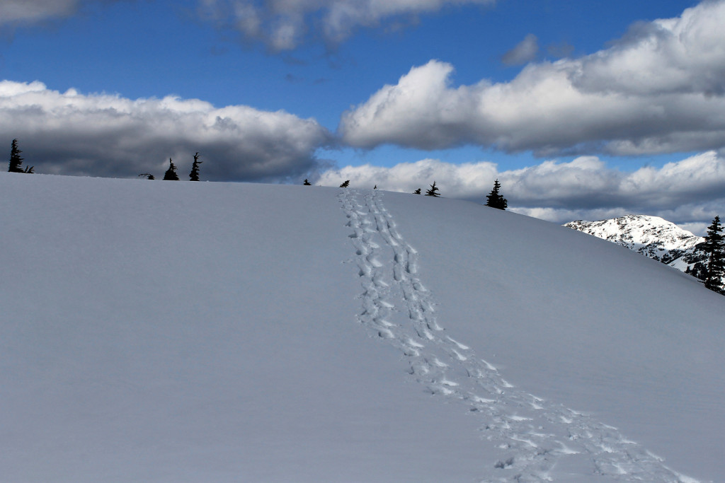 Our Snowshoe Tracks Coming Down Iago Peak