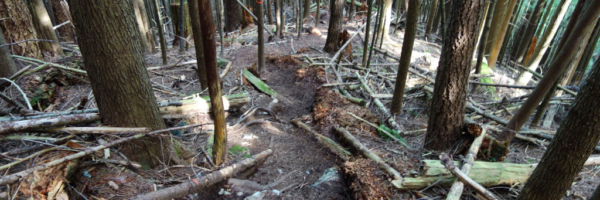 First Steep Section Along the evans peak trail