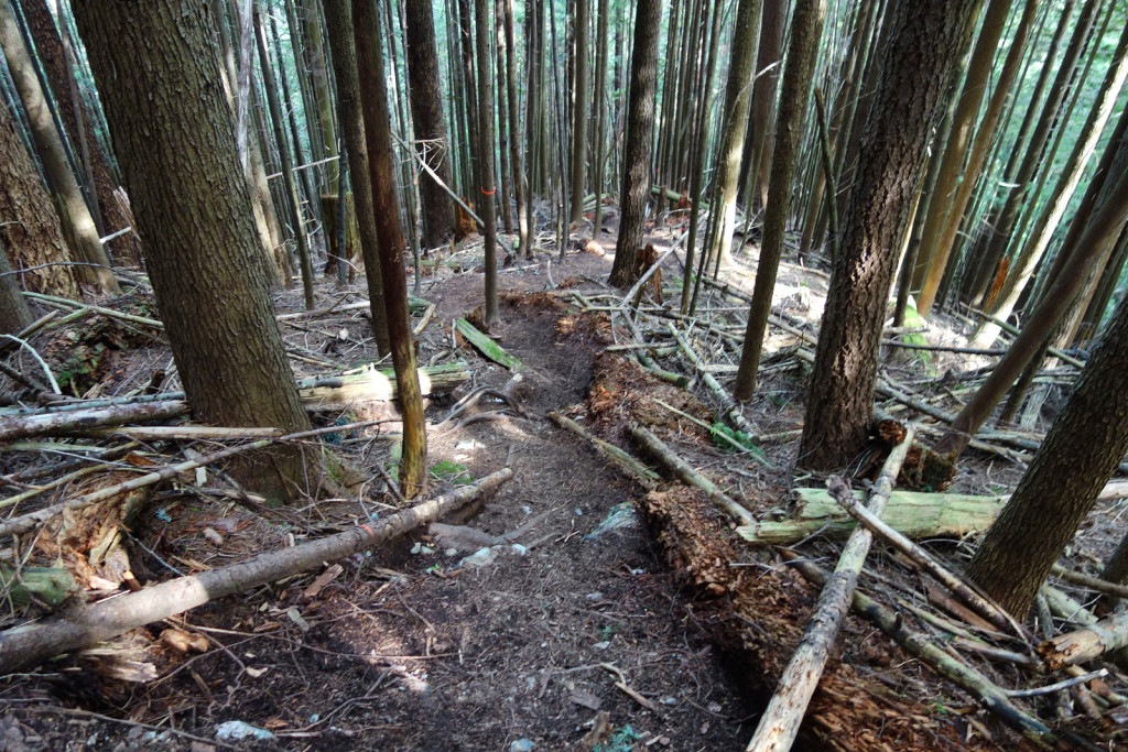 First Steep Section Along the evans peak trail