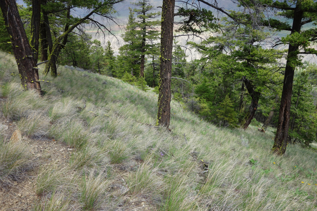 Grassy Slopes Along Fire lookout trail west pavilion