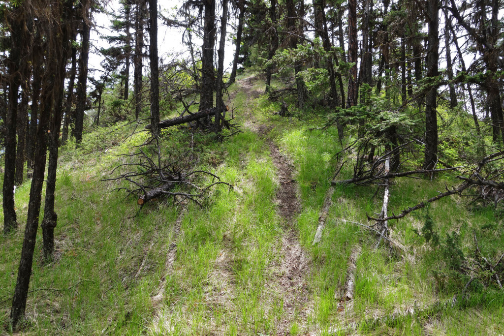 First Saddle Along the Fire Lookout Trail west pavilion