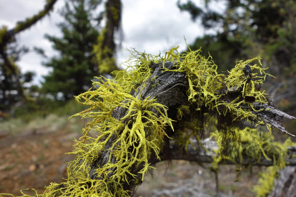 Flora Along the Firelookout Trail west pavilion