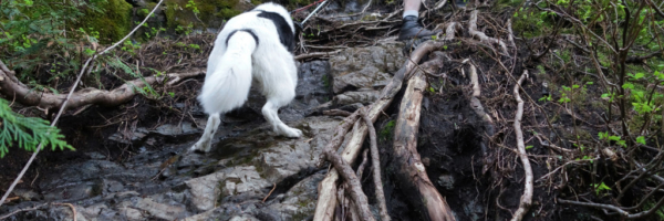 Skeena Scrambling up the First Steep Section of the Evans Peak Trail