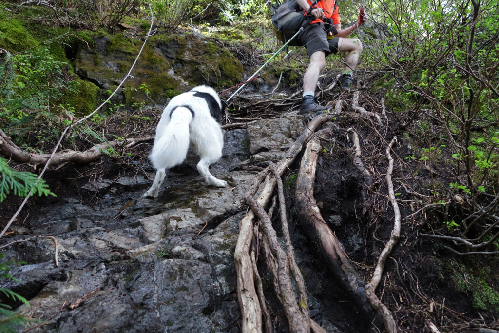 Skeena Scrambling up the First Steep Section of the Evans Peak Trail