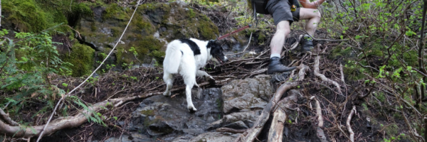 Skeena Scrambling up the First Steep Section on the Evans Peak Trail
