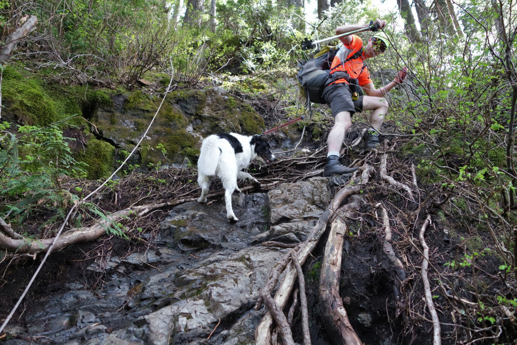 Skeena Scrambling up the First Steep Section on the Evans Peak Trail