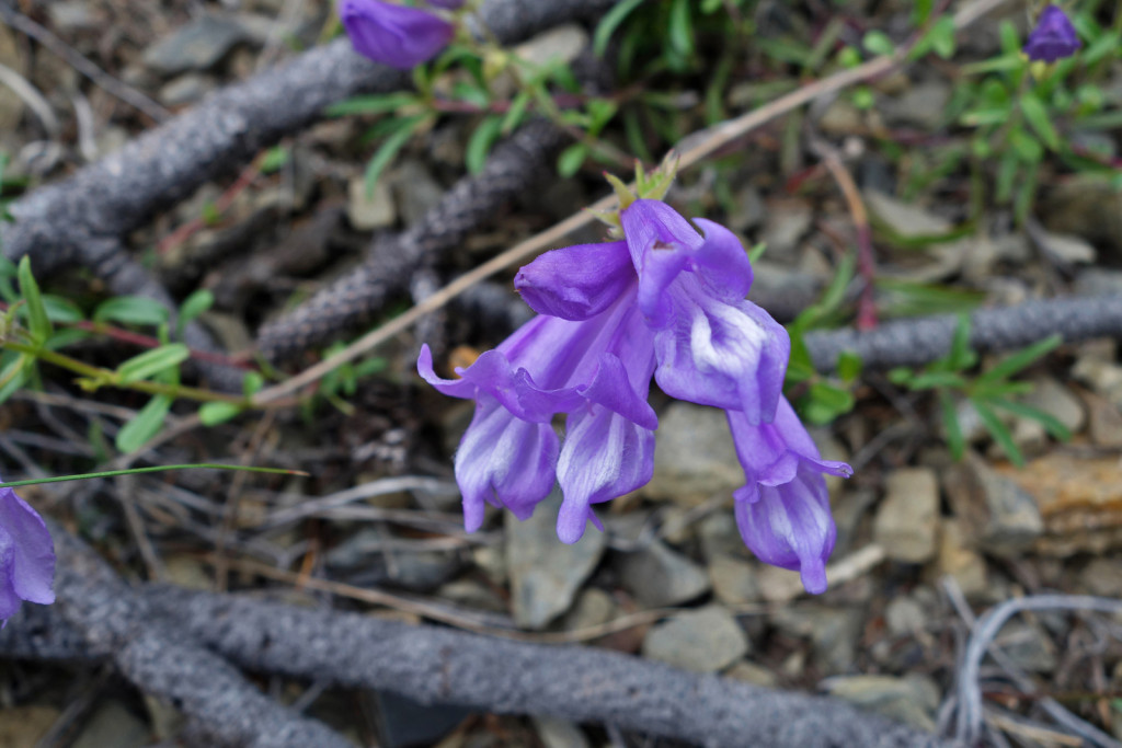 Wild Flower Along Firelookout Trail West Pavilion