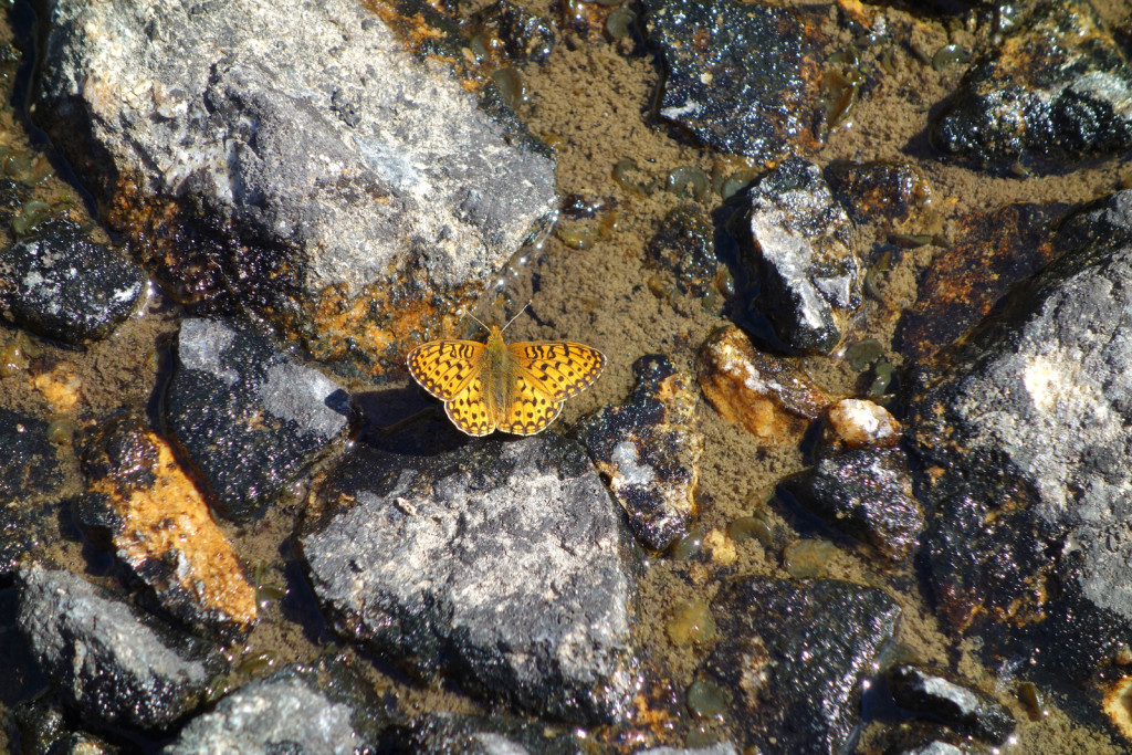 Butterflies Near Blowdown Lake