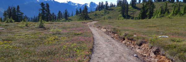Wild Flowers Along the Trail to Elfin Lakes Garibaldi Provincial Park