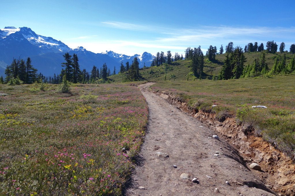 Wild Flowers Along the Trail to Elfin Lakes Garibaldi Provincial Park