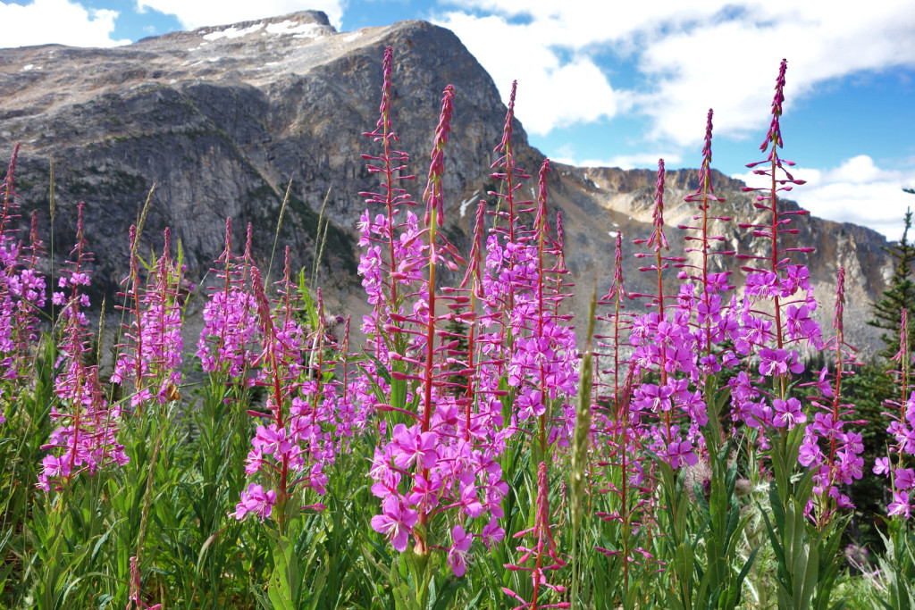 Views of Wildflowers on Our Way to Blowdown Pass Duffey Highway Blowdown FSR