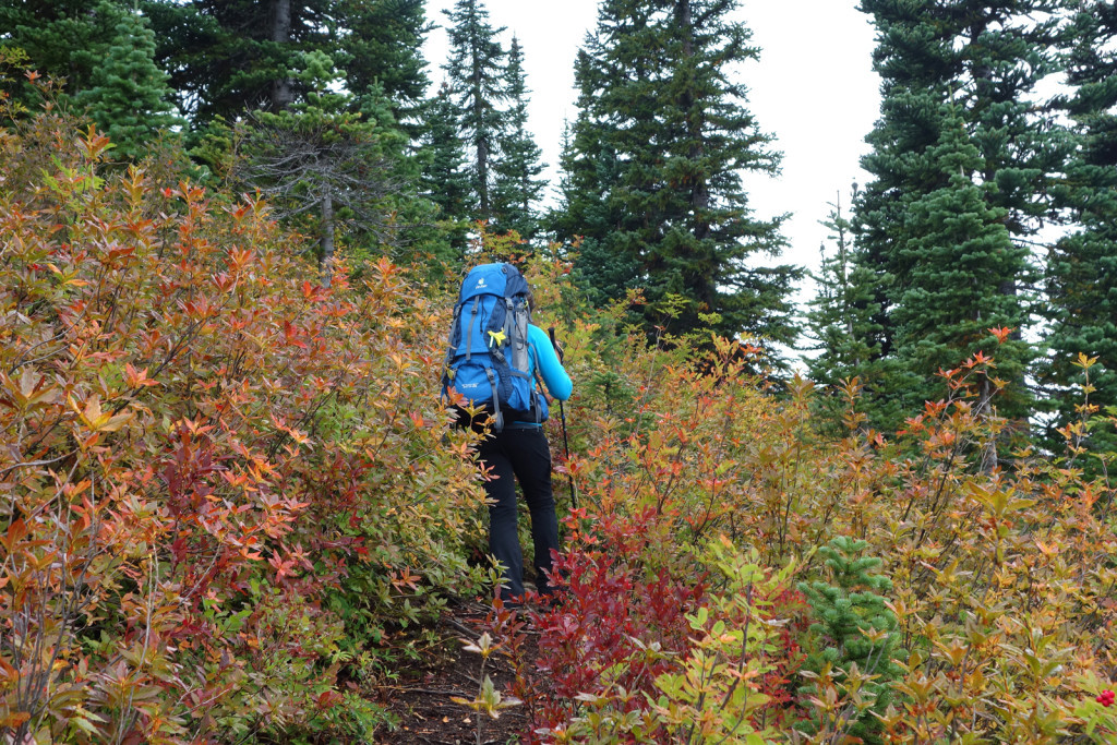 Illal Meadows Trail Foliage Coquihalla