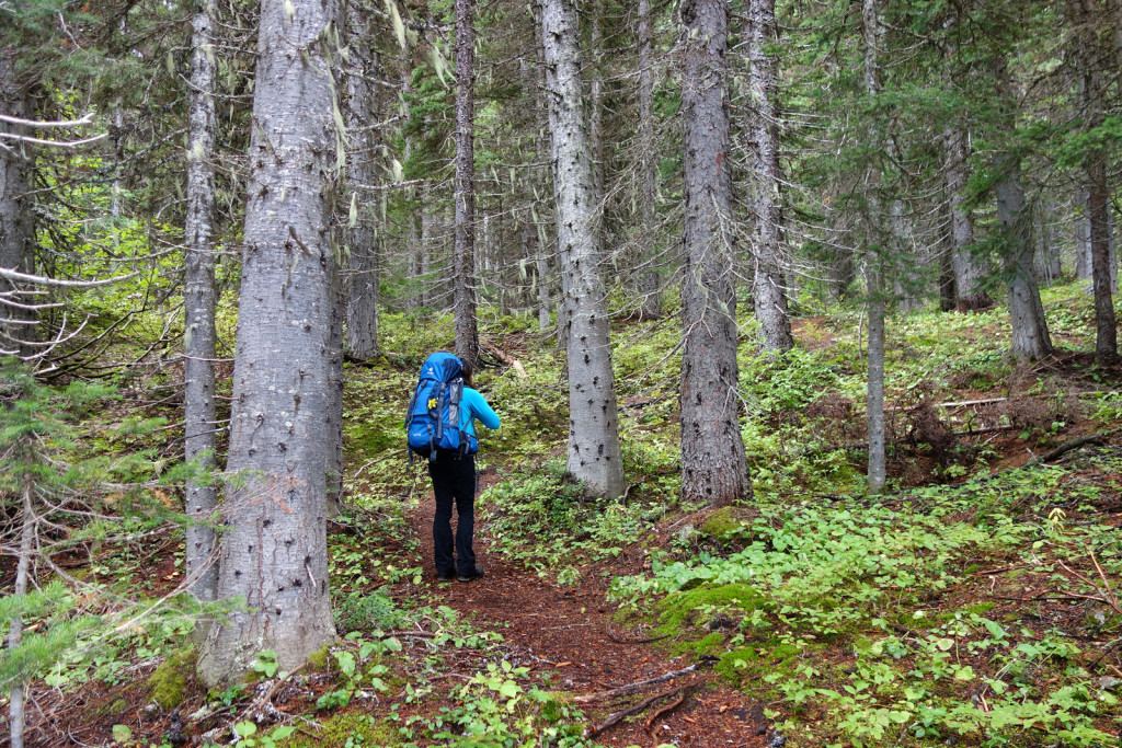 Illal Meadows Trail Switchbacks Coquihalla Highway