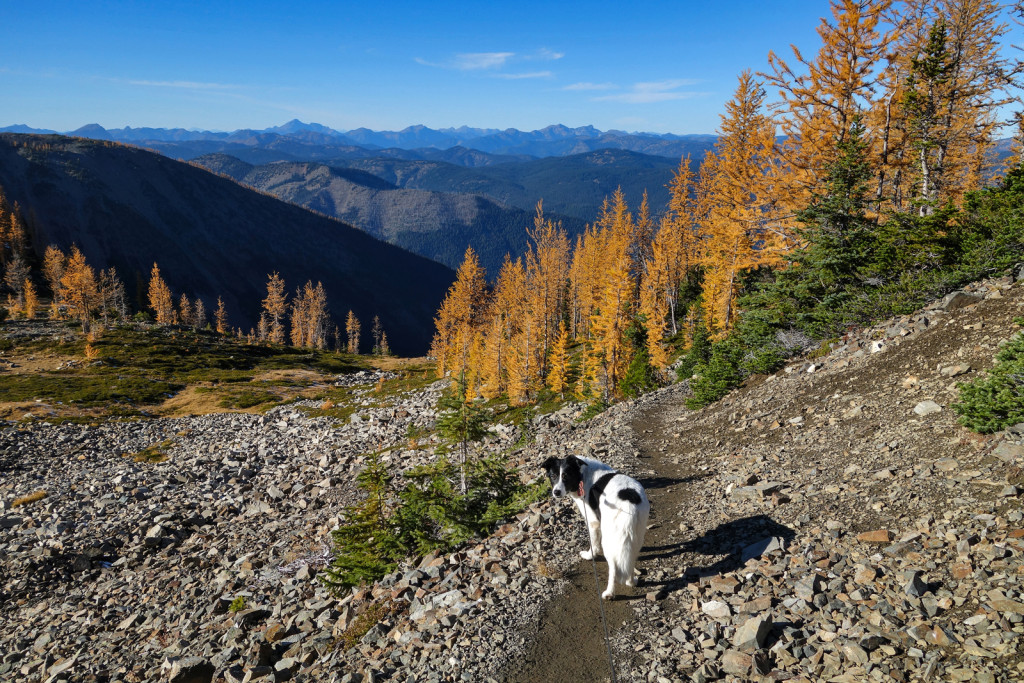 Gaining the Larch Meadows on our Way Down Frosty Mountain Manning Park