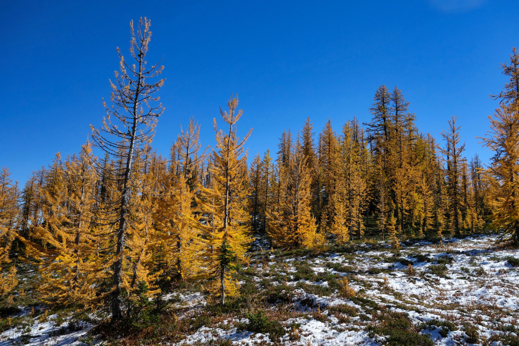 Larches manning park frosty trail frosty mountain golden larches