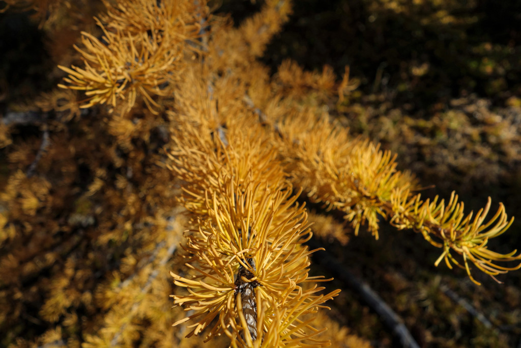 Larch Macro manning park frosty mountain frosty mountain trail golden larches
