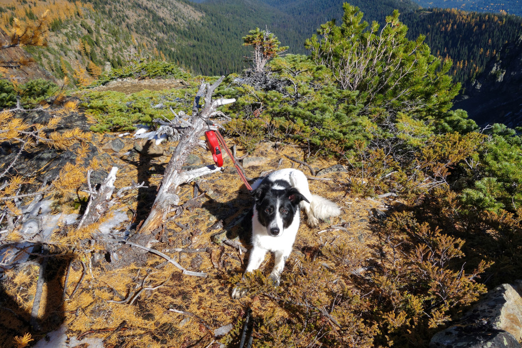 Skeena Resting Before the Scree Slope frosty mountain golden larches manning park