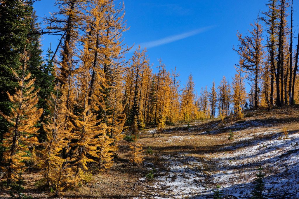 Larches manning park frosty trail frosty mountain golden larches
