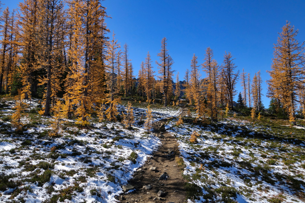 Larches manning park frosty trail frosty mountain golden larches