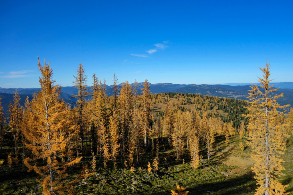 View of the Larch Meadows Manning Park Frosty Mountain