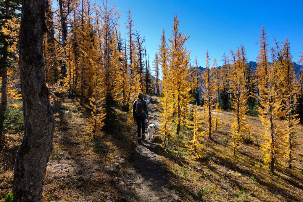 Larches manning park frosty trail frosty mountain golden larches