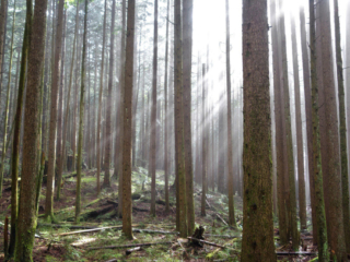Woodland Walk Trail, Burke Mountain