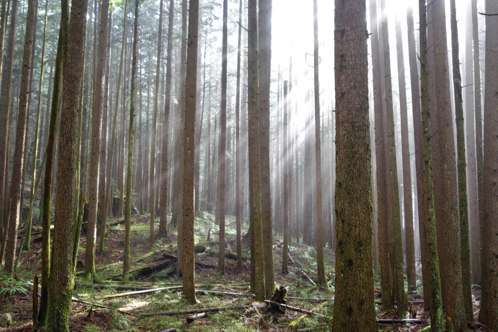 Woodland Walk Trail, Burke Mountain