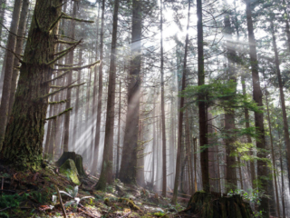 Woodland Walk Trail, Burke Mountain