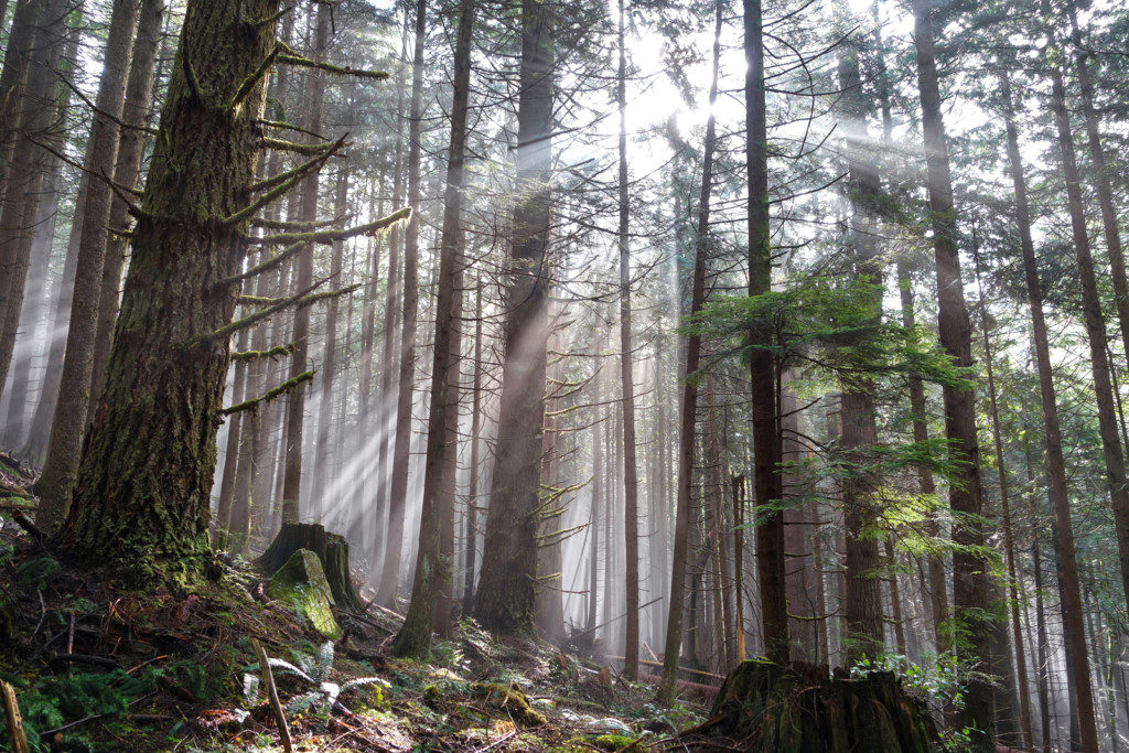 Woodland Walk Trail, Burke Mountain