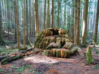 Woodland Walk Trail, Burke Mountain
