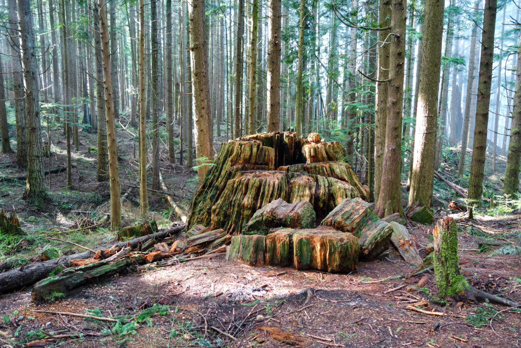 Woodland Walk Trail, Burke Mountain