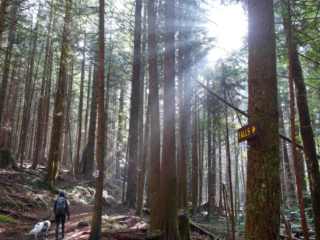Woodland Walk Trail, Burke Mountain