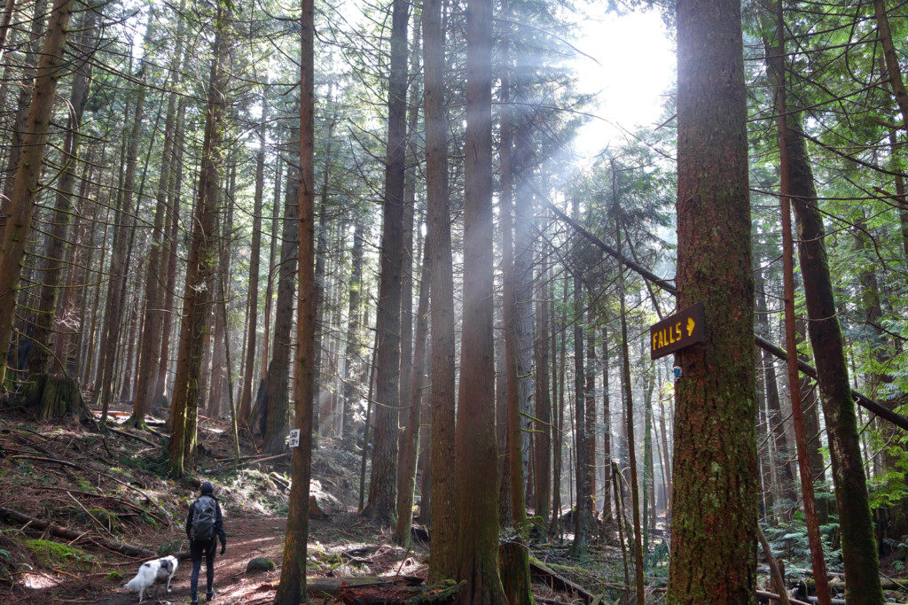 Woodland Walk Trail, Burke Mountain