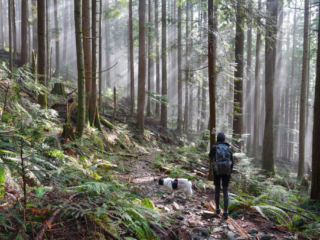 Woodland Walk Trail, Burke Mountain