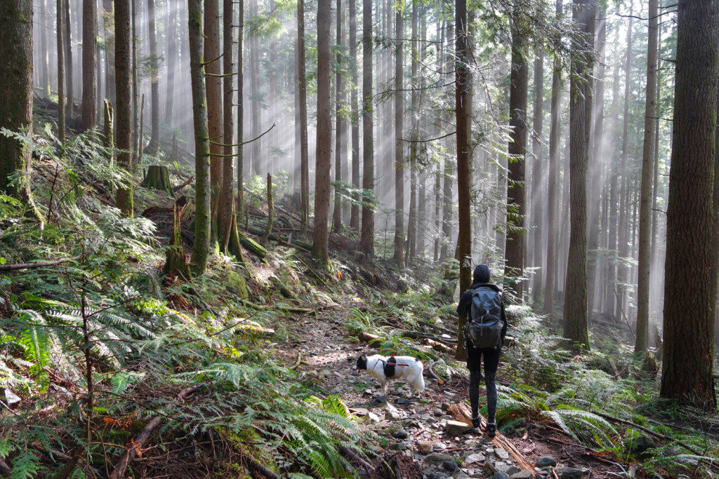 Woodland Walk Trail, Burke Mountain