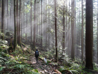 Woodland Walk Trail, Burke Mountain